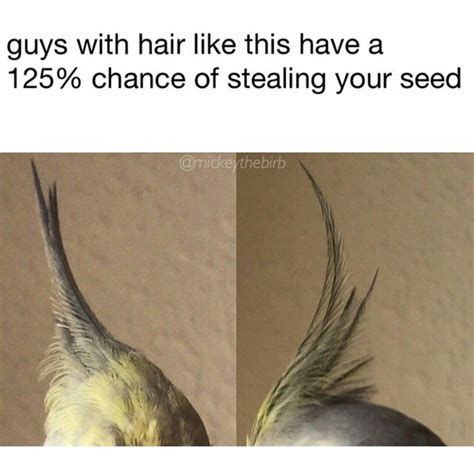 24 High Quality Birb Memes That Will Elevate Your Mood Memebase