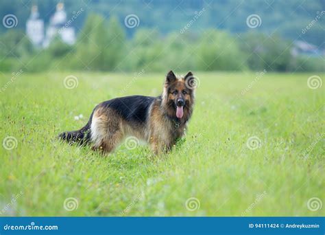 Walking German Shepherd Dog Long Haired Outdoor Portrait Stock Photo