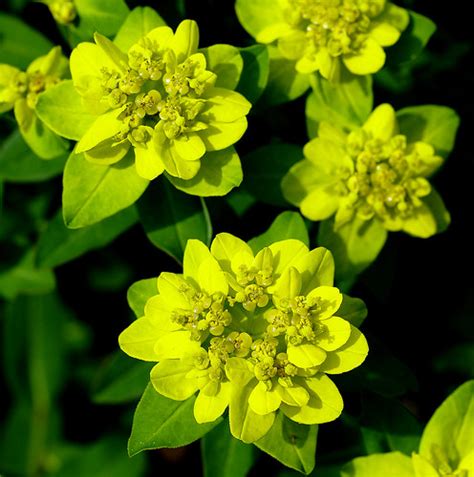 Samen und wurzeln wirken gegen eingeweidewürmer, aber nicht nur für diese sind sie giftig. Wolfsmilch, Warzen- / spurge (Euphorbia verrucosa) | Flickr