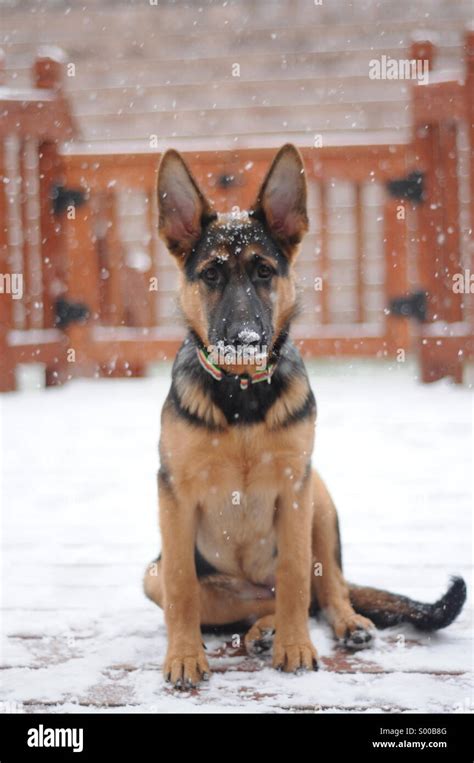 German Shepherd Dog In The Snow Stock Photo Alamy