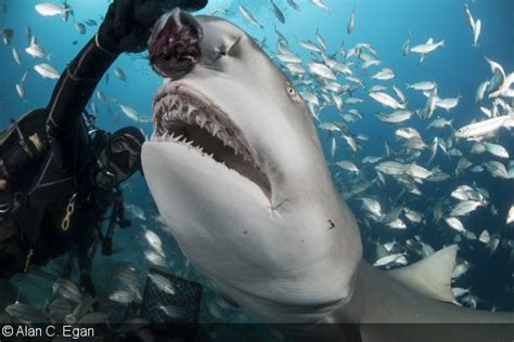 Photographing Shark Feeding And Predation