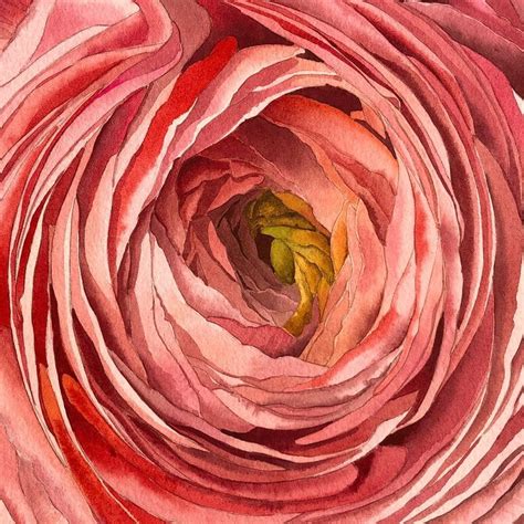 Watercolor Ranunculus By Eleanor Mill Strathmore Artist Papers