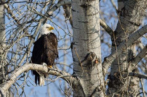 Bald Eagle Perched High In The Winter Tree Stock Photo Image Of White