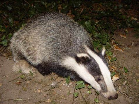 Poll Should The Cull Of Badgers Be Allowed To Continue In 2014