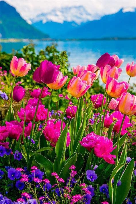 Lake Geneva The Alps Flowers Tulips Spring Nature Beautiful