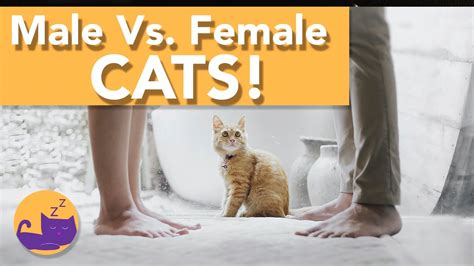 Male Vs Female Cats The Facts Youtube