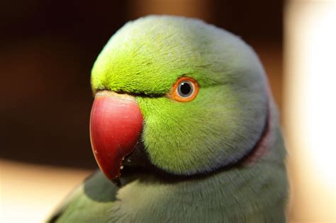 Facts About Indian Ringneck Parakeets