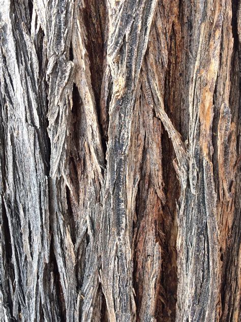 Tree Bark Patterns In Nature