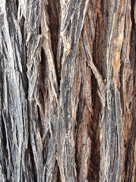 Tree Bark Patterns in Nature