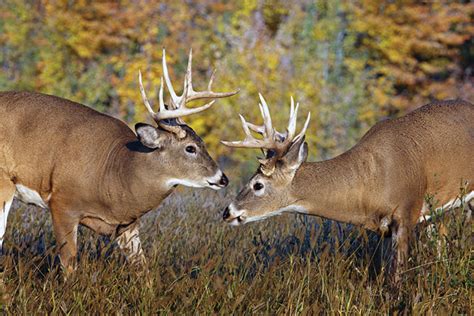 South Carolina Deer Forecast For 2015 Game And Fish