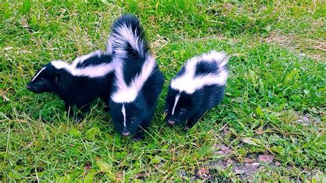 Kittens Play With Baby Skunks Youtube
