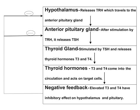 Cureus Evaluation Of Interactions Between Thyroid Dysfunction In End