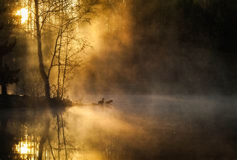 Morning Mist Birds Forest River Wallpaper 3040x2055