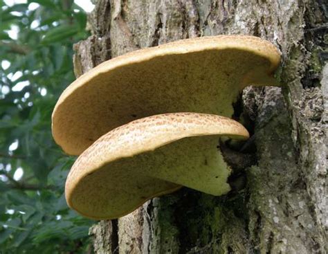Yellowing in just one section of a tree is characteristic of citrus greening. Polyporus squamosus, Dryad's Saddle fungus