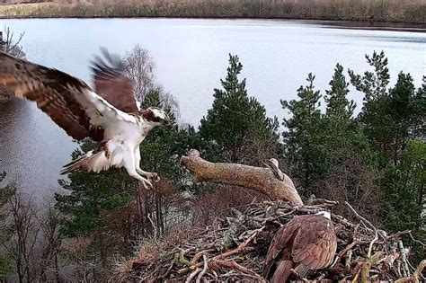 Breeding Ospreys Reunited At Perthshire Wildlife Reserve On The Same Day Daily Record