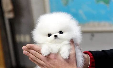 Teacup Pomeranian Whats Good And Bad About Em