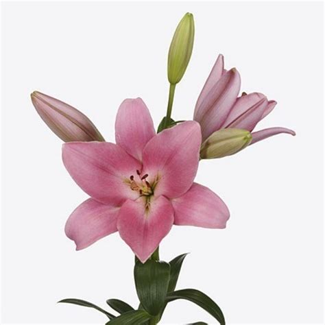 LILY LA TIRRENO 90cm 4 Wholesale Dutch Flowers Florist Supplies UK