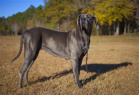 Great Dane Female On A Field Stock Image Image Of Female Gray 85932507