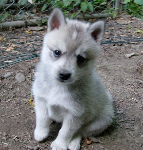 White Alaskan Klee Kai Puppyminiature Husky Animals