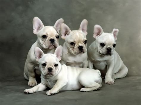 We breed the most awesome french bulldogs in texas! French bulldog puppies, French bulldog puppies breeders ...