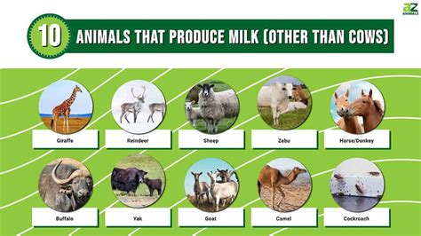 10 Animals That Produce Milk Other Than Cows A Z Animals