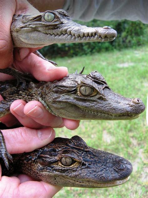 The top speed of an alligator on land is 11 miles per hour while in water, it can swim at a rate of 20 miles per hour. Gator or Crocodile? | GAC