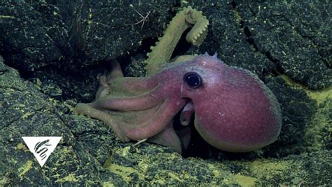 Mbari Celebrates Cephalopod Week Mbari