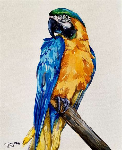 Colorful Blue Yellow Macawmacaw Paintingparrot Loverparrot