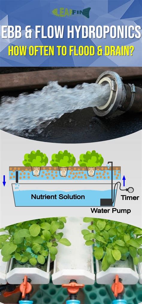 Most of them will fill the tray with a growing medium of their choice and also add net hydroponics offers amazing flexibility, so even if you're experiencing some troubles, you should have no problem correcting them and getting your. Watering schedule for Flood and Drain Hydroponics system | Ebb and flow hydroponics, Hydroponics ...