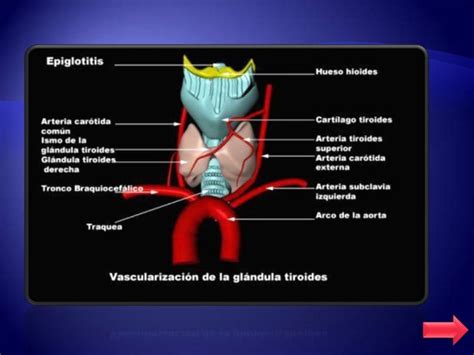 Glándula Tiroides