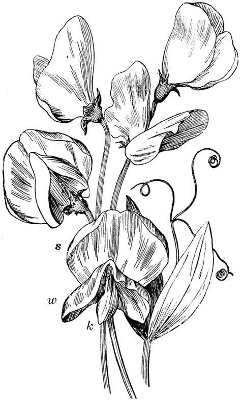 Lathyrus Sweet Peas Watercolor Flowers Paintings Flower Drawing