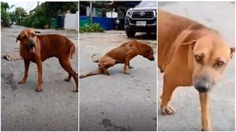 Clever Dog Pretends It Has A Broken Leg To Get Food Special Attention