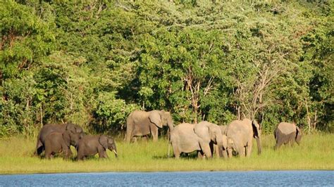 Kasungu National Park Malawi — Gorilla Trekking Safaris In Uganda