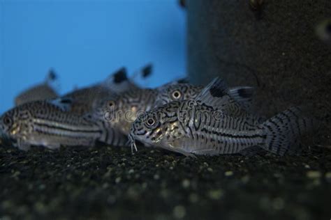 Fish Leopard Cory Catfish Swiming In Aquarium Stock Image Image Of