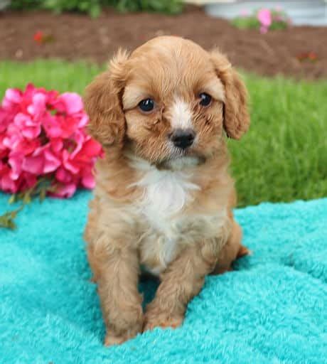 We will definitely purchase another pup from premire pups and i am more than thankful to call him my pup. Cavapoo Puppies For Sale • Adopt Your Puppy Today ...