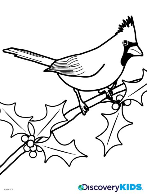 Https://favs.pics/coloring Page/winter Cardinal Coloring Pages