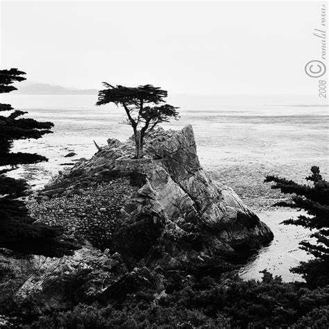 Lone Cypress Tree Pebble Beach Ca By Ronnrr Via Flickr