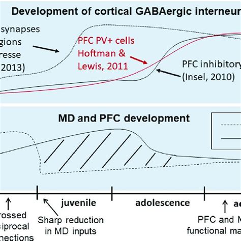 Developmental Trajectory Of Cortical Gabaergic Interneurons And