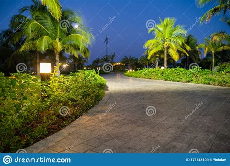 Road In Resort Park At Night With Palm Trees On Background Soft Focus