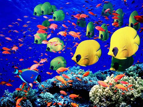 The Northern Red Sea 8 Underwater Wonders Travel