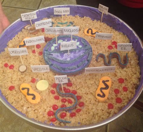 Biology Edible Animal Cell Animal Cell Cell Model Edible Cell Project