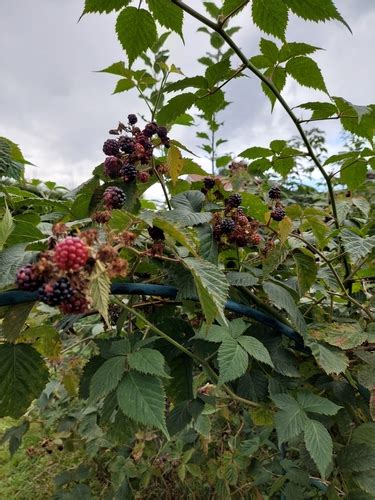 Highbush Blackberry Rubus Argutus · Inaturalist