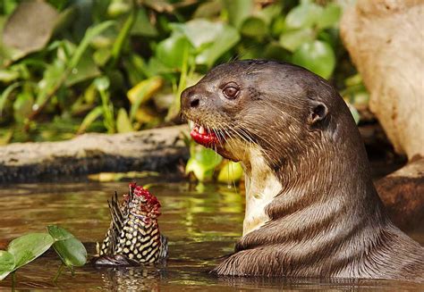The Giant River Otter A Carnivorous Otter That Can Grow Up To 56 Ft