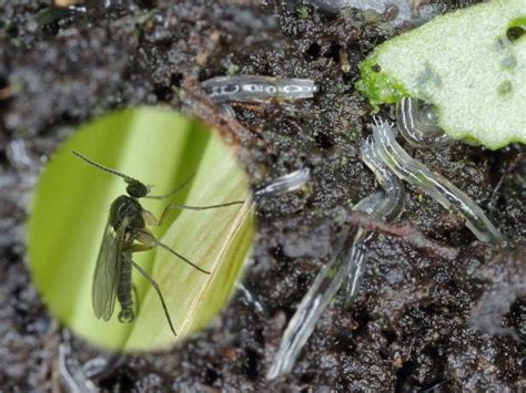 How To Get Rid Of Fungus Gnats Effectively Complete Guide