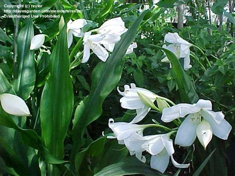Plantfiles Pictures Stchristopher Lily Crinum Jagus By Revlar