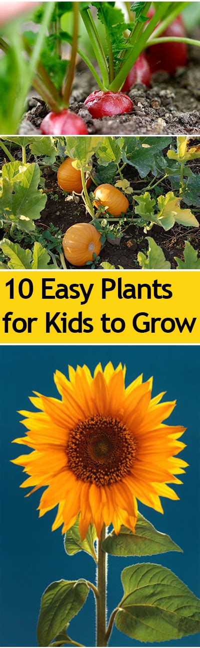 Top 10 Easy Plants For Kids To Grow ~ Bless My Weeds