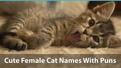 Top 200 Names For Girl Cats Cute Funny Unique And Pun Names