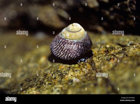Live Sea Snail In Shell Periwinkle Snail Stock Photo Alamy
