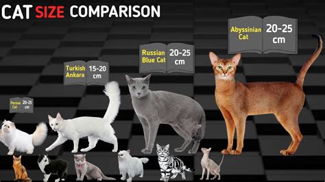 Cat Breeds Size Comparison Cat Size Animals Size Youtube