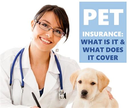 Pet insurance that covers pre existing. Pet Insurance: What Is It and What Does It Cover? - Bone & Yarn